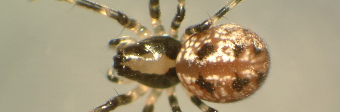 Spiders of Minnesota
