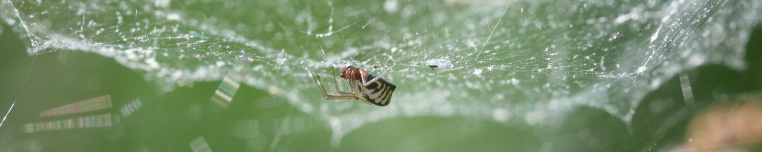 Spiders of Minnesota